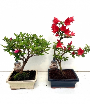 Bonsai