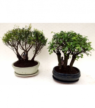 Bonsai