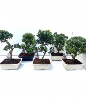 Bonsai