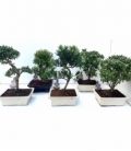 Bonsai