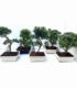 Bonsai