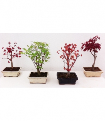 Bonsai