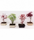 Bonsai