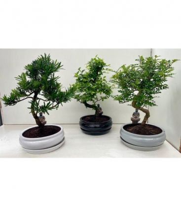 Bonsai