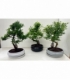 Bonsai
