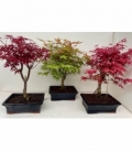 Bonsai