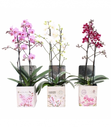 Phalaenopsis