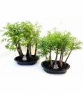 Bonsai