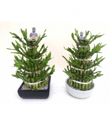 Dracaena