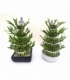 Dracaena