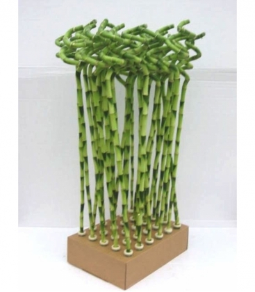 Dracaena