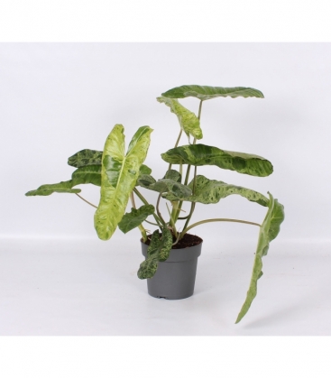 Philodendron