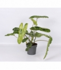 Philodendron