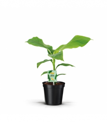 Musa