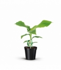 Musa