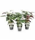 Ctenanthe