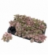 Hypoestes