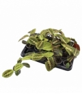 Maranta