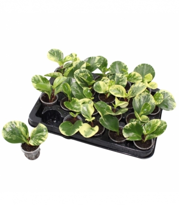 Peperomia