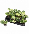 Peperomia