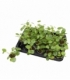 Pilea