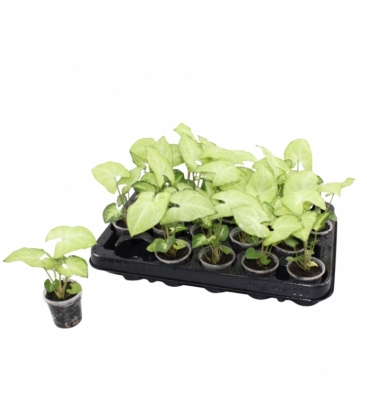Syngonium