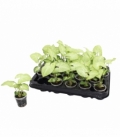 Syngonium