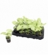 Syngonium