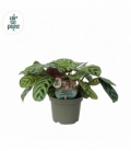 Ctenanthe