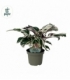 Calathea