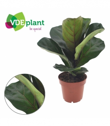 Ficus