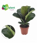 Ficus