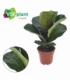 Ficus