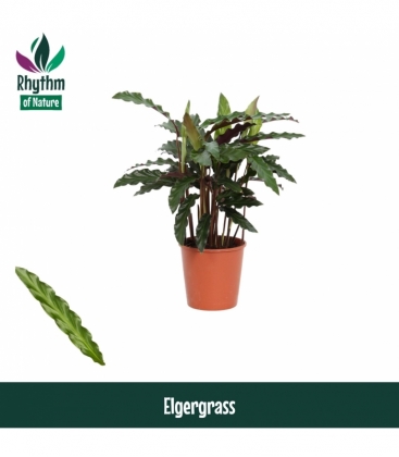 Calathea