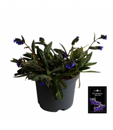 Pulmonaria