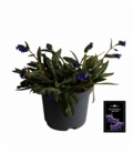 Pulmonaria