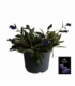 Pulmonaria