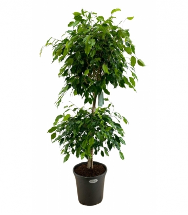 Ficus