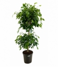 Ficus
