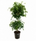 Ficus