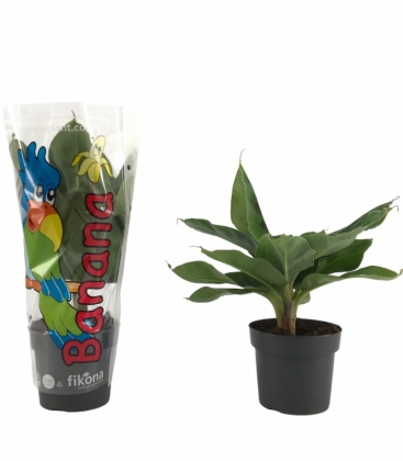 Musa