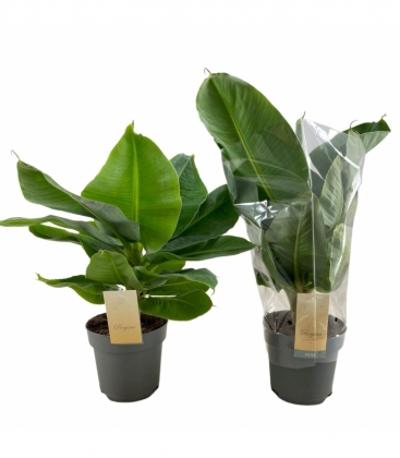 Musa