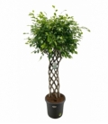 Ficus