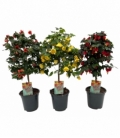 Abutilon