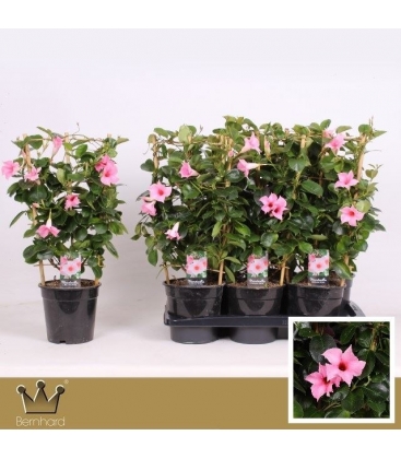 Mandevilla