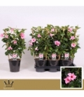 Mandevilla
