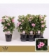 Mandevilla