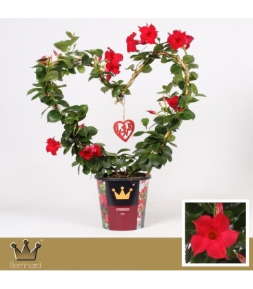 Mandevilla