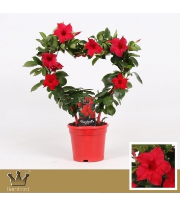Mandevilla