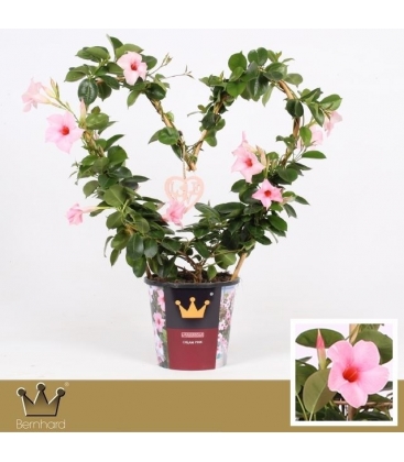 Mandevilla